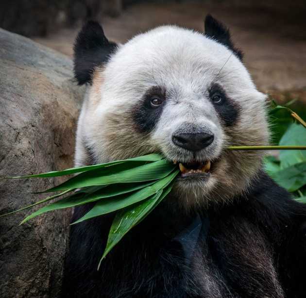 A panda eating bamboo